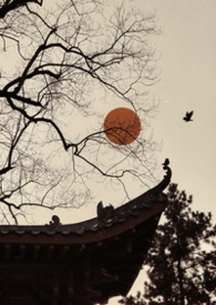 雀儿（骨科）